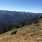 bed-and-breakfast-jackson-hole-our-adventures-dog-at-Mt-Elly-Overlook
