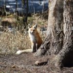 bed-and-breakfast-jackson-hole-wildlife-Foxy