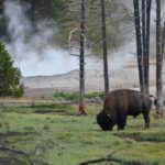 bed-and-breakfast-jackson-hole-wildlife-Geyser-Time