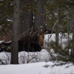 bed-and-breakfast-jackson-hole-wildlife-Hanging-Out