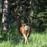 bed-and-breakfast-jackson-hole-wildlife-Mulie-May
