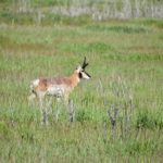 bed-and-breakfast-jackson-hole-wildlife-Pronghorn