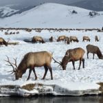 bed-and-breakfast-jackson-hole-wildlife-Sleigh-Ride