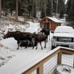bed-and-breakfast-jackson-hole-wildlife-gallery1