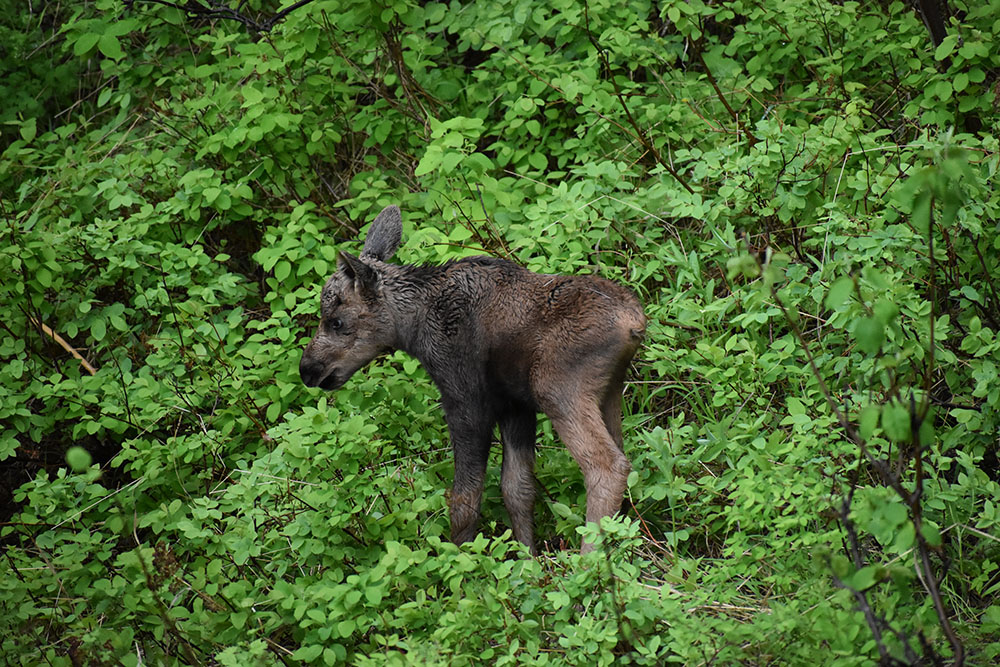 Awesome Baby Moose Jackson Hole Hideout