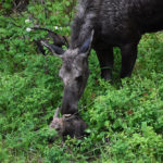 gallery-baby-moose-img12-jackson-hole-hideout-breakfast
