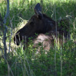gallery-baby-moose-img2-jackson-hole-hideout-breakfast