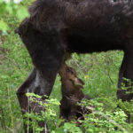 gallery-baby-moose-img7-jackson-hole-hideout-breakfast