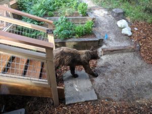 Bear cub walking down the steps - Jackson Hole Hideout - Jackson Hole Lodging