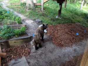Bear cub hanging around Jackson Hole Hideout - Jackson Hole Hideout