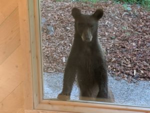 wildlife at jackson hole lodging Brown Bear cub outside of window - Jackson Hole Hideout - Lodging