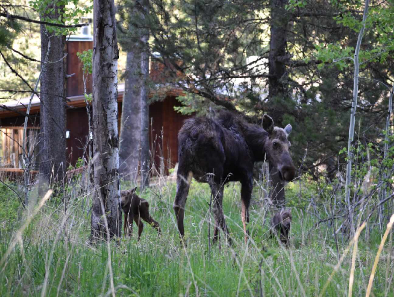moose-baby-grand-teton-suite